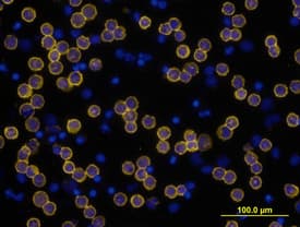 hCD3 MAb (Cl UCHT1) (25 ug)