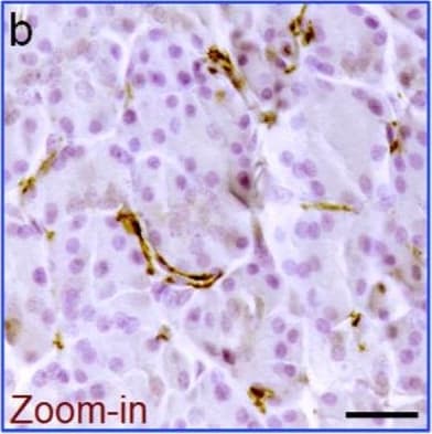 Human/Hamster ACE-2 Antibody