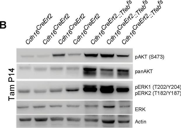 Human/Mouse/Rat Akt Pan Specific Antibody