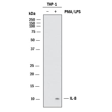 hIL-8 MAb (Cl 6217) (25 ug)