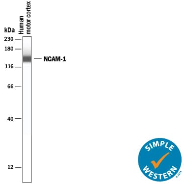hNCAM-1 MAb (Cl 1006 (25 UG)
