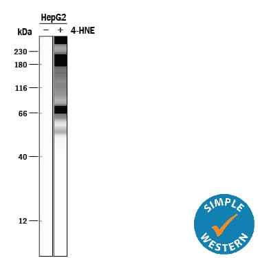 HNE MAb (Cl 198960) (25 ug)