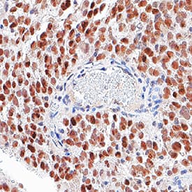h/m/rSOX2 MAb (Cl 24 (25 ug)