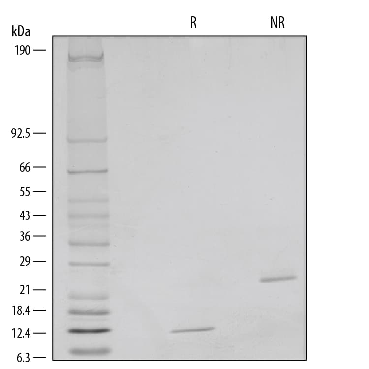 rh/m/rBMP-2 (E. coli (10 ug)