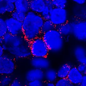 hIL-3 MAb (Cl 4806) (25 ug)