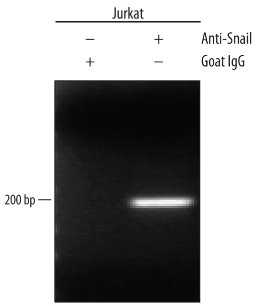 hSnail Aff Pur PAb (25 ug)
