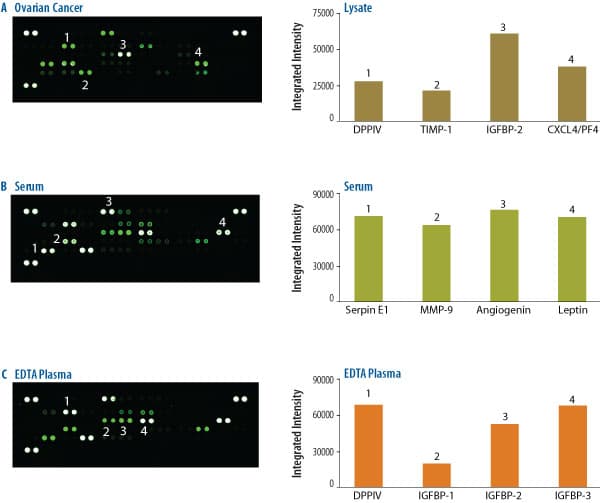 hAngiogenesis Array (1 Kit)