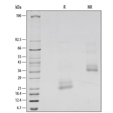 rhBMP-4 (1 mg)