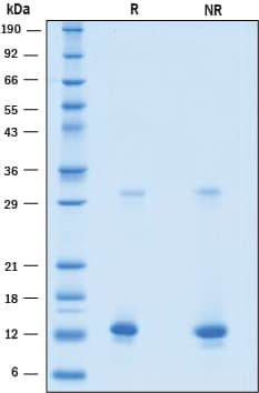 rhBST-2, CF (50 UG)