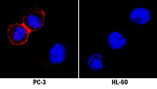 hClaudin-4 MAb (Cl 3 (25 UG)