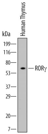 hRORg/RORC Ab (Cl 69 (25 ug)