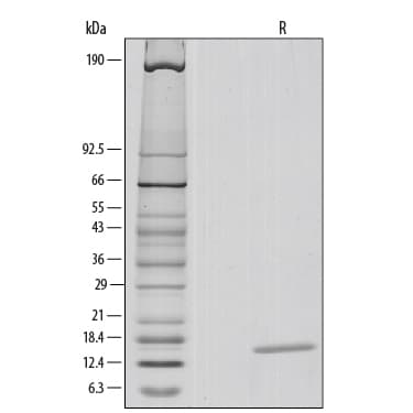 rhIL-3, CF (1 MG)