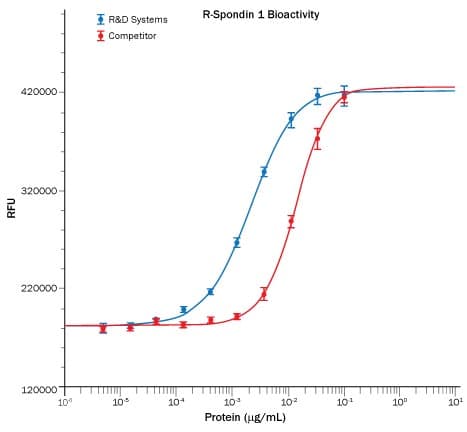 rhR-Spondin 1, CF (1 mg)