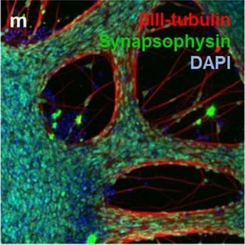 b-III Tubulin MAb (C (100 ug)