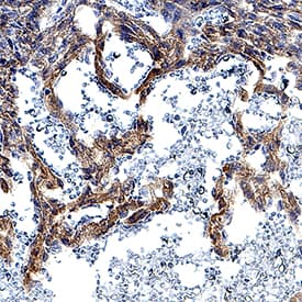 h/mDLL4 MAb (Cl 2078 (25 ug)