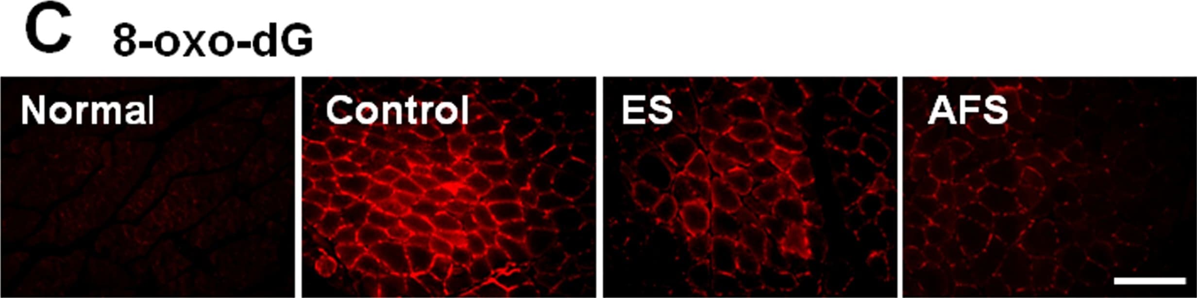 8-oxo-dG Antibody (50 uL)