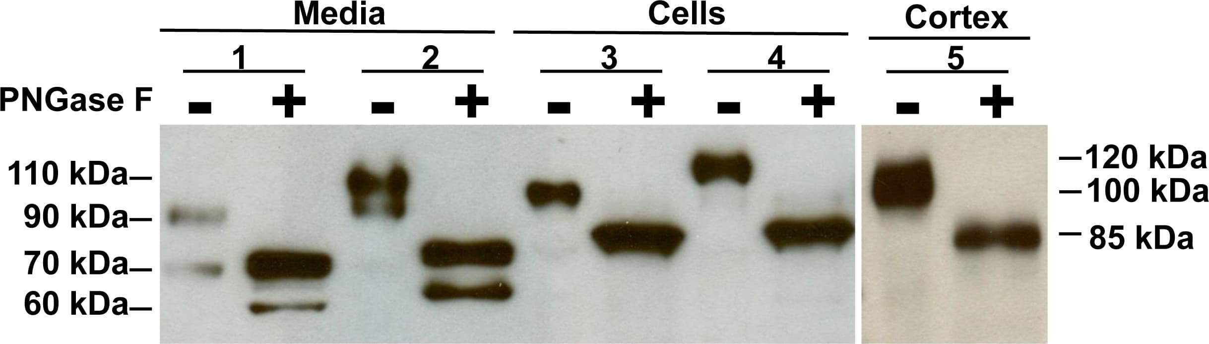 Human/Mouse/Rat/Hamster ACE-2 Antibody