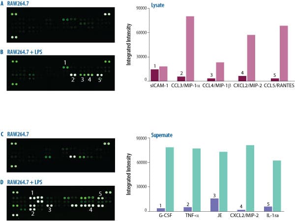 mCytokine Array Kit, (1 Kit)
