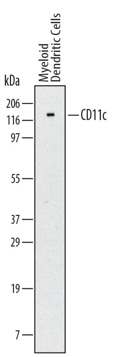 hCD11c MAb (Cl 53820 (25 ug)