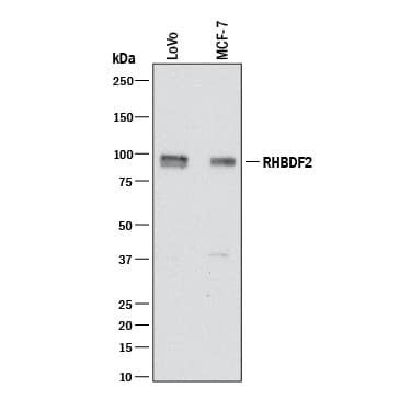 hRHBDF2 MAb (Cl 9963 (25 UG)