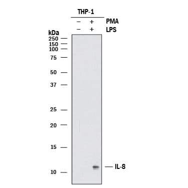 hIL-8 MAb (25 ug)