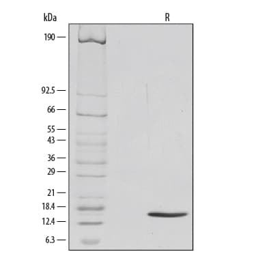 rmGM-CSF, CF (1 MG)