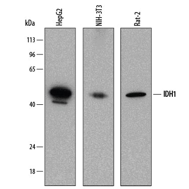 hIDH1 MAb (Cl 843219 (100 ug)