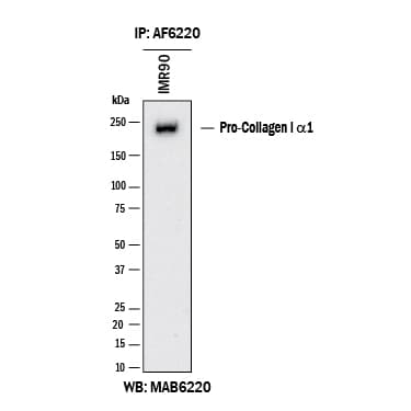 hProCOL1A1 PAb (100 ug)