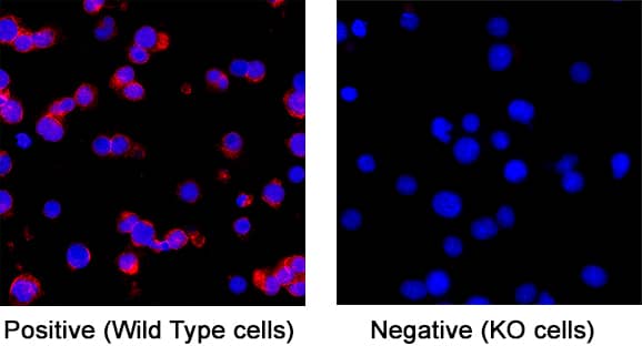 Human CD3 epsilon MAb (Clone UCHT1) (25 ug)