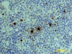 mGranzyme B Biot Aff (50 ug)