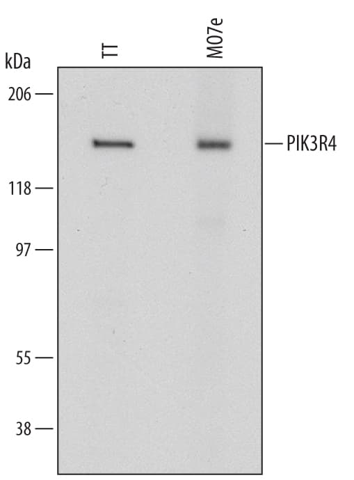 hPIK3R4 MAb (Cl 5765 (25 ug)