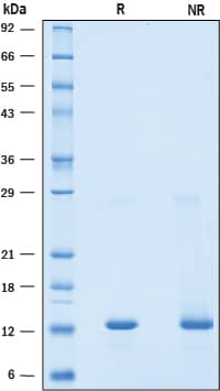 Recombinant Mouse BST-2/Tetherin Protein, CF (50 UG)