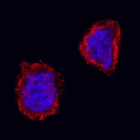 h/m/rGSK-3b MAb (Cl (25 ug)