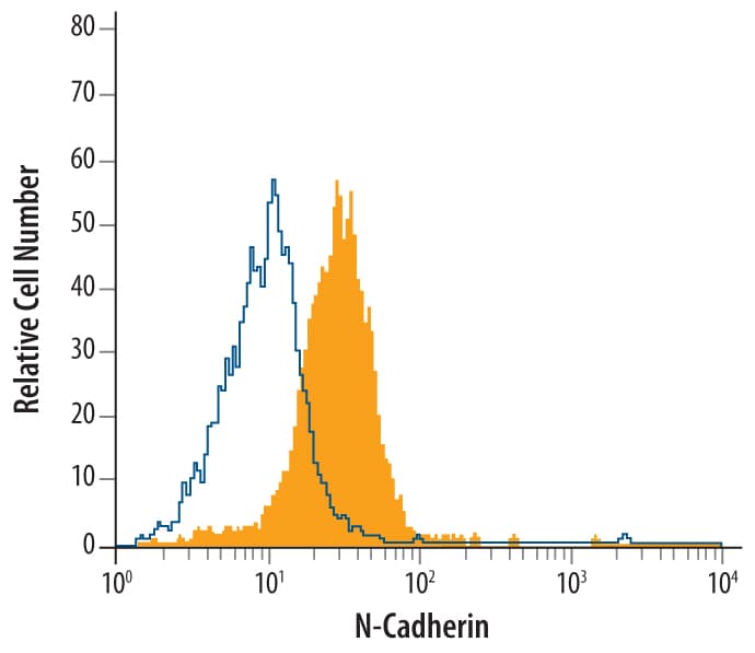 hN-Cadherin MAb (Cl (25 ug)