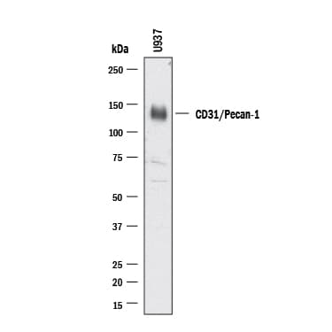 m/rCD31/PECAM-1 Aff (25 ug)