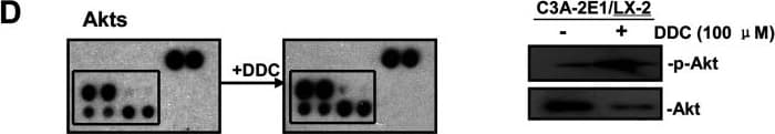 Human/Mouse/Rat Akt Pan Specific Antibody