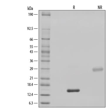 rhBMP-2 GMP, CF (1 MG)