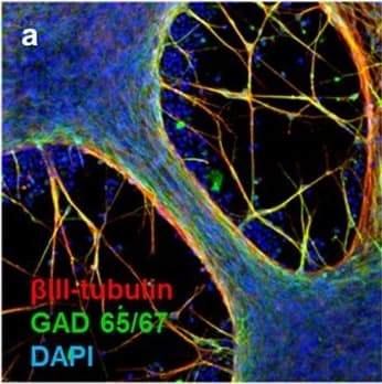 b-III Tubulin MAb (C (100 ug)