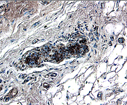hWIF-1 MAb (Cl 13301 (25 ug)