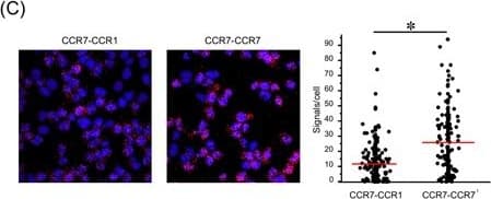 hCCR7 MAb (Cl 150503 (25 ug)