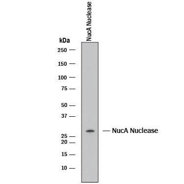 NucA MAb (Cl 1028905 (25 ug)
