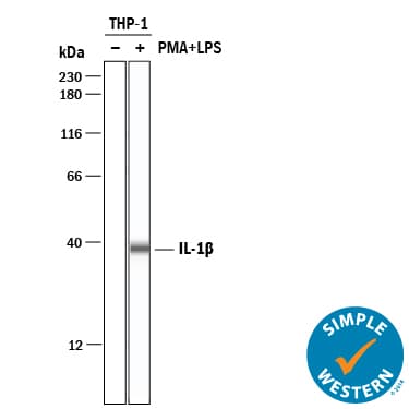 hIL-1b MAb (Cl 8516) (25 ug)