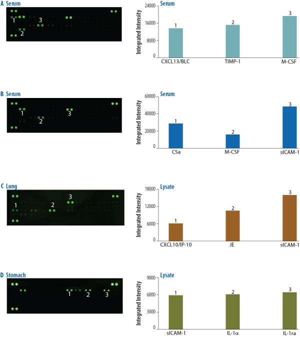mCytokine Array Kit, (1 Kit)