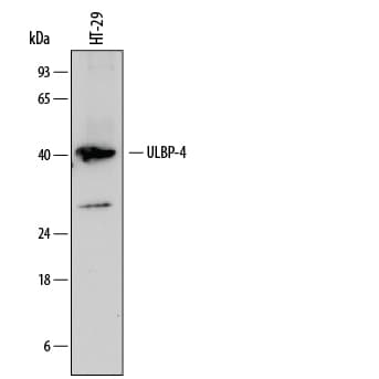 Human ULBP-4/RAET1E Antibody