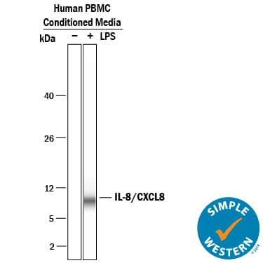 hIL-8 MAb (Cl 6217) (25 ug)