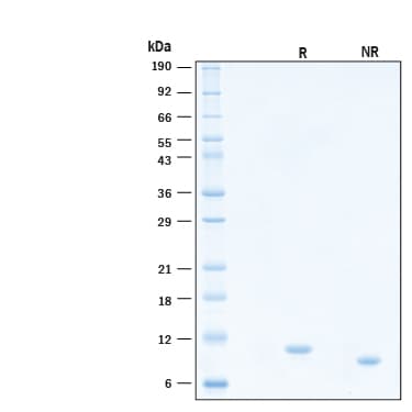 Recombinant Human IL-15 Protein, CF