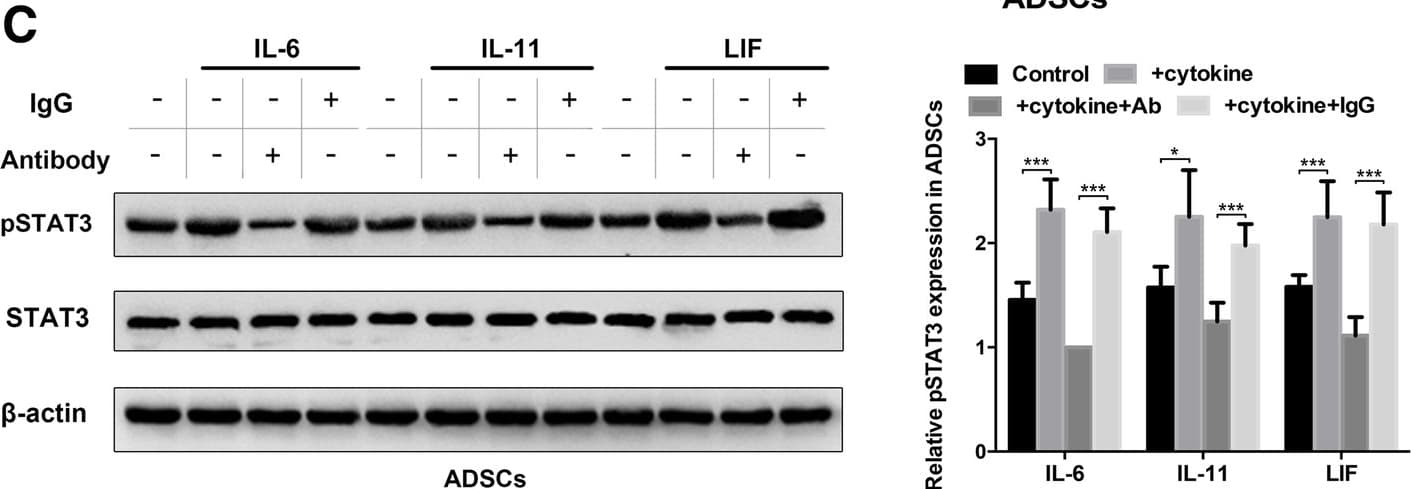 hLIF MAb (Cl 9824) (25 ug)