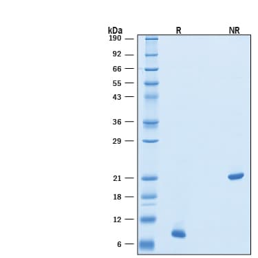 rhBMP-4 (E. coli), C (10 UG)