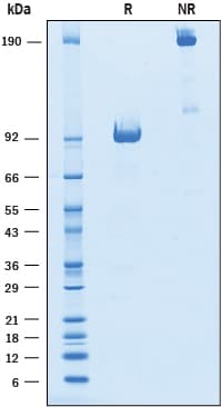 rmROR1 Fc, CF (50 UG)