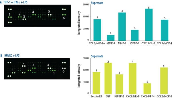 hAngiogenesis Array (1 Kit)